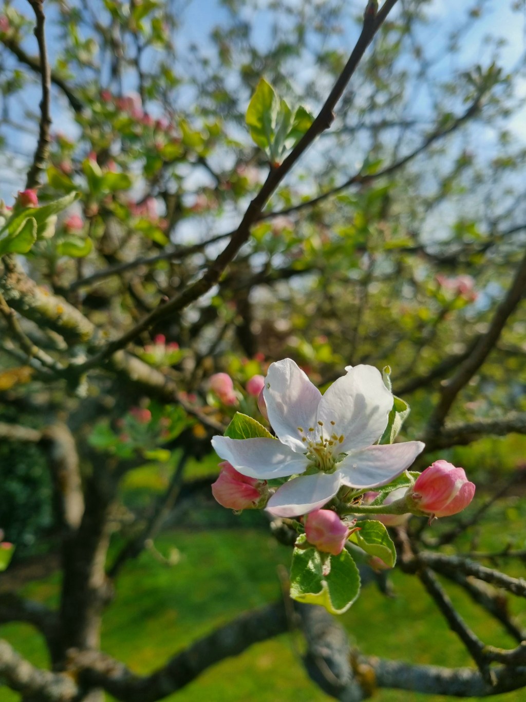 An A(m)pple forecast