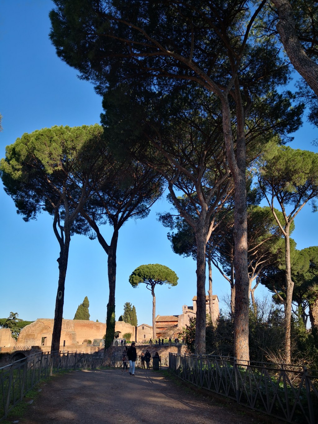 Rome. What will you be without your majestic Umbrella&nbsp;Pine?