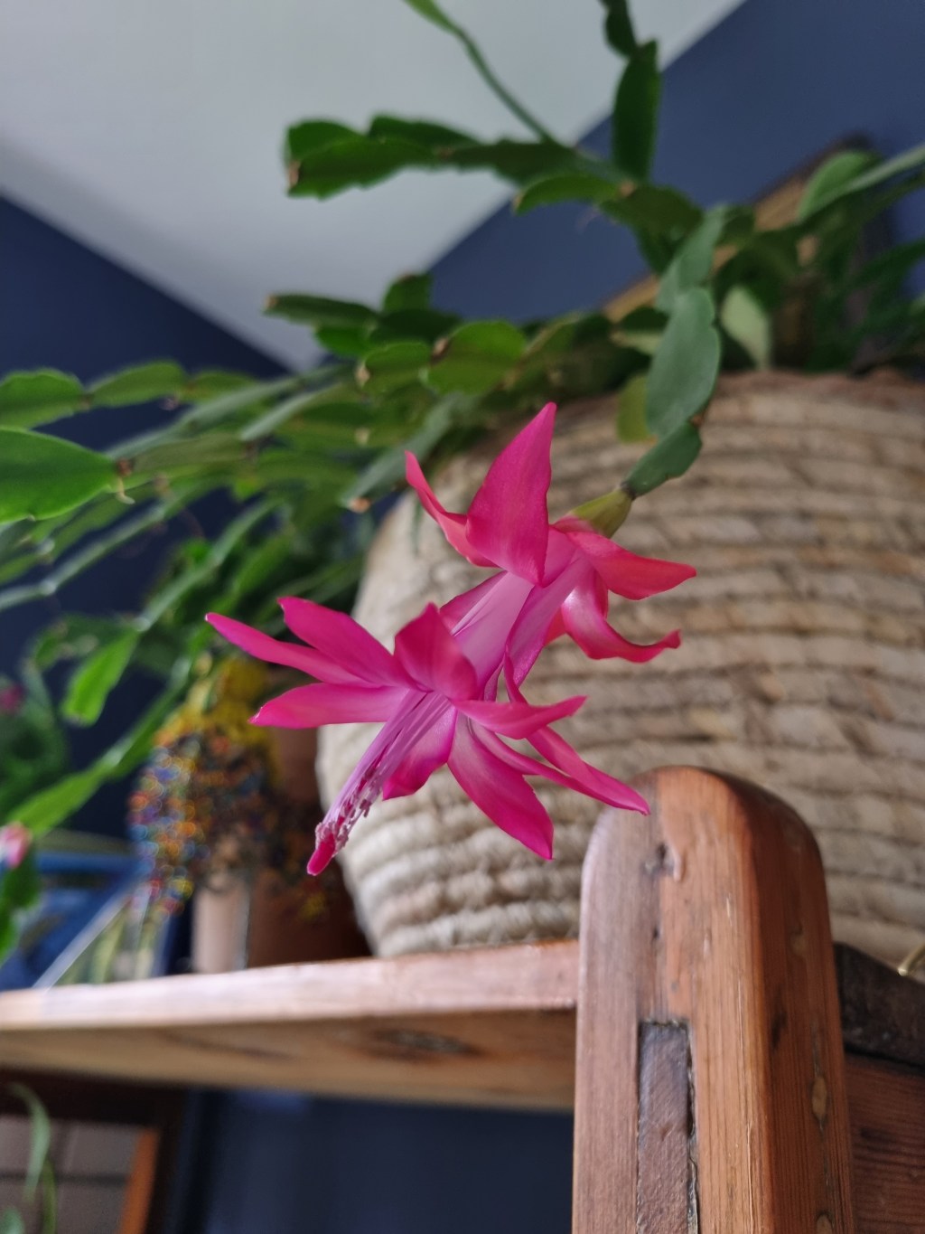 Die buurvrou se&nbsp;kaktus